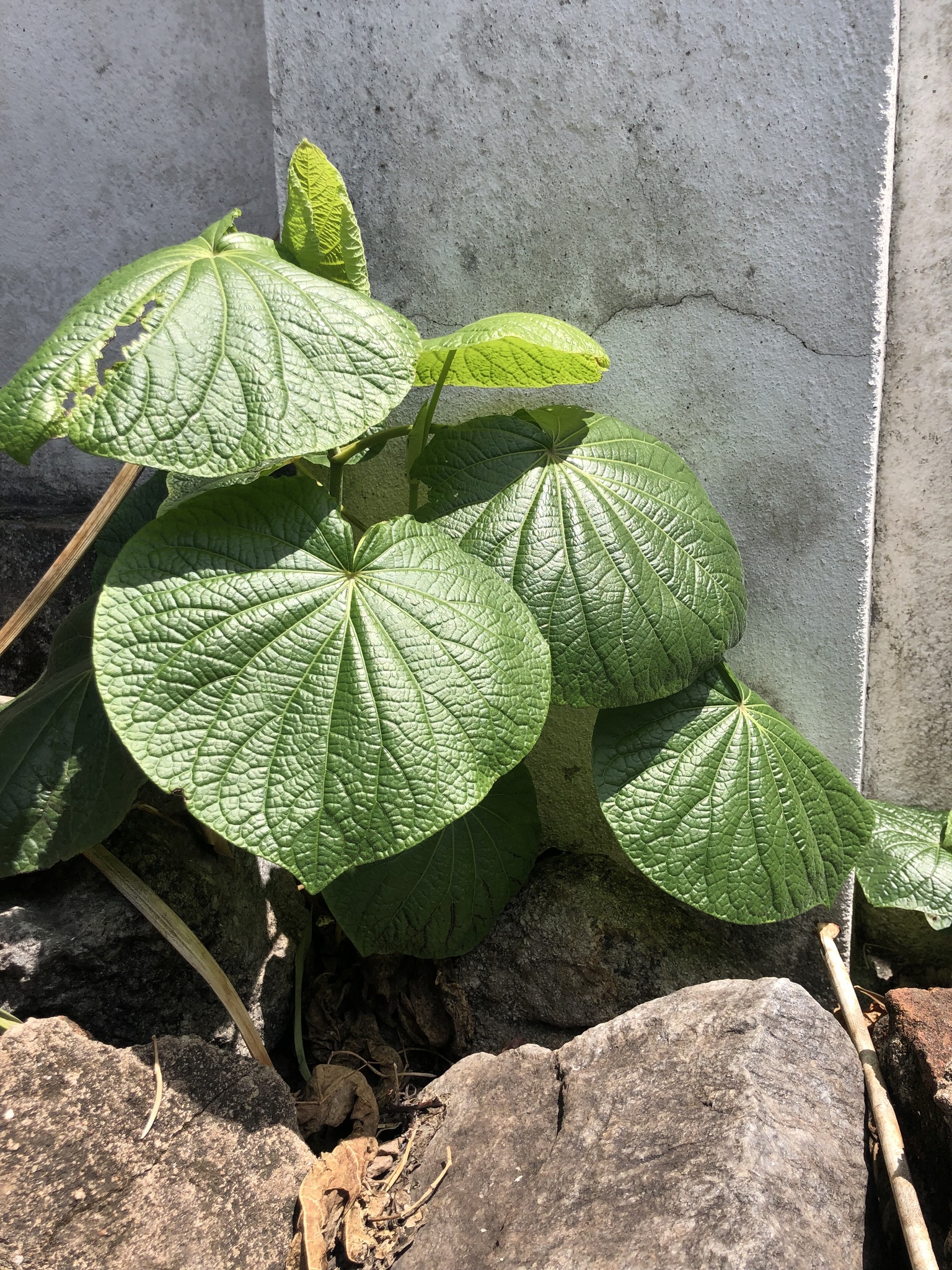 Photo of pariparoba (6/12)