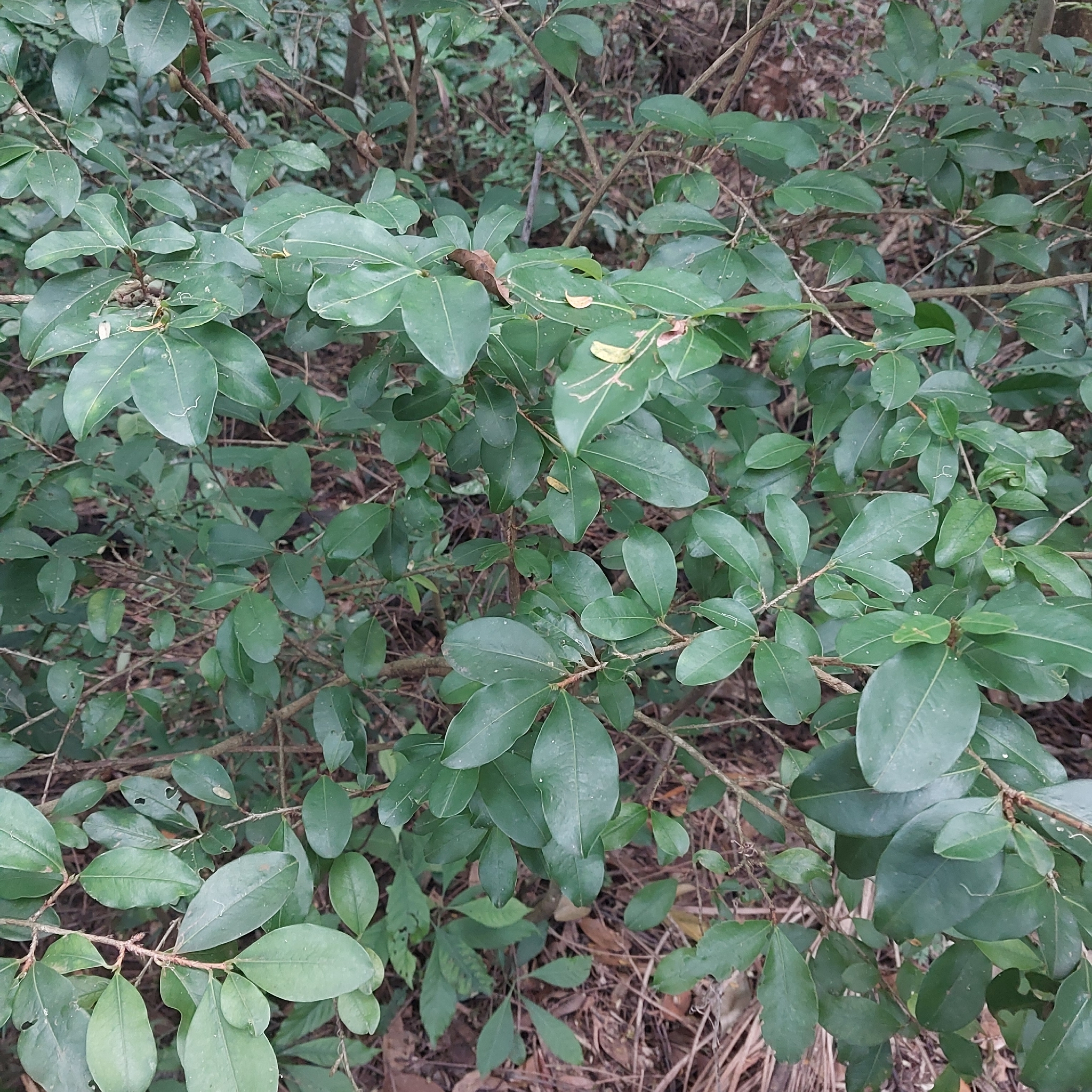Photo of Psidium rufum (4/7)