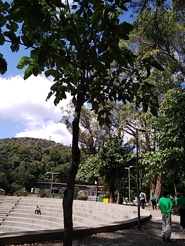 Photo of Plantae (1/4)
