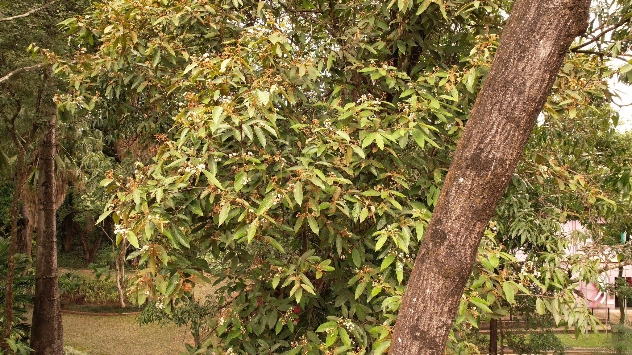 Photo of Nectandra oppositifolia (6/9)