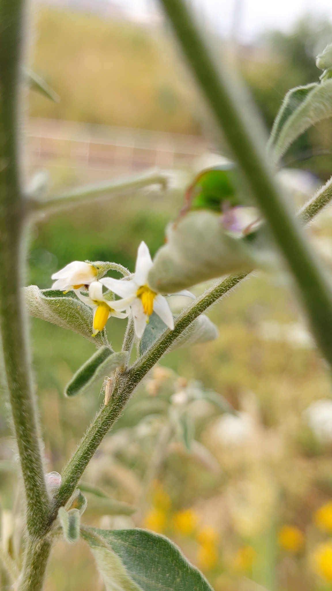 Photo of tall nightshade (9/12)