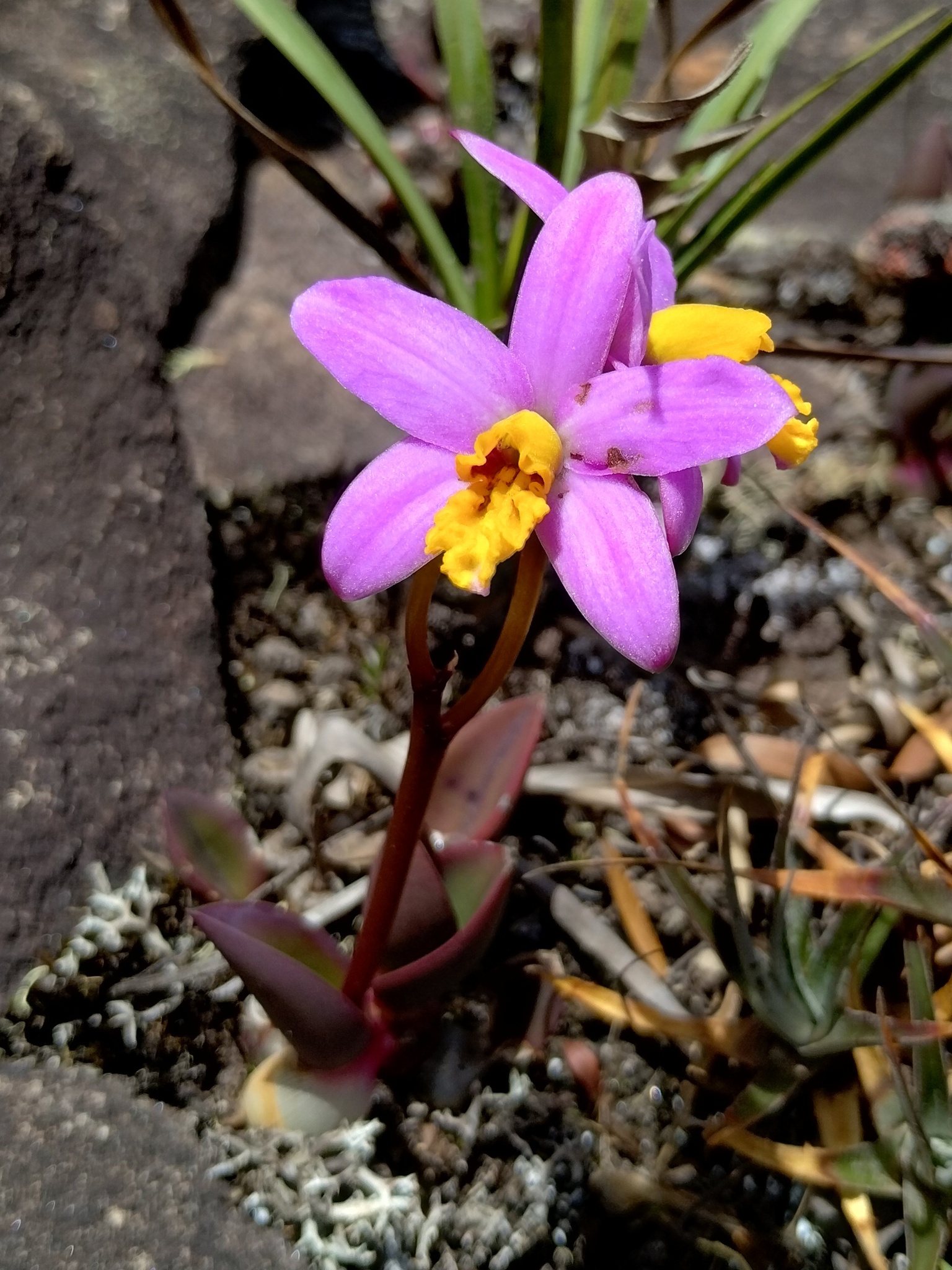 Photo of Cattleya longipes (2/9)