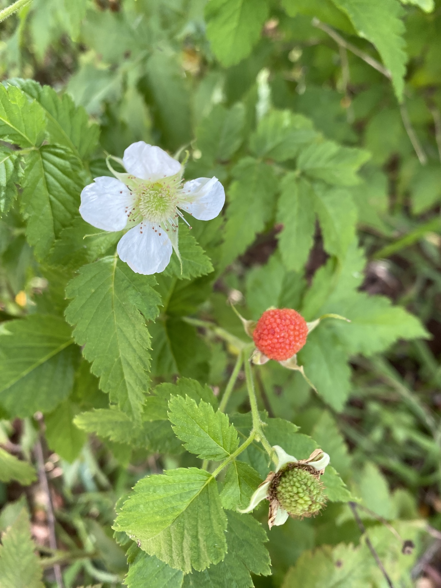 Photo of roseleaf bramble (10/10)