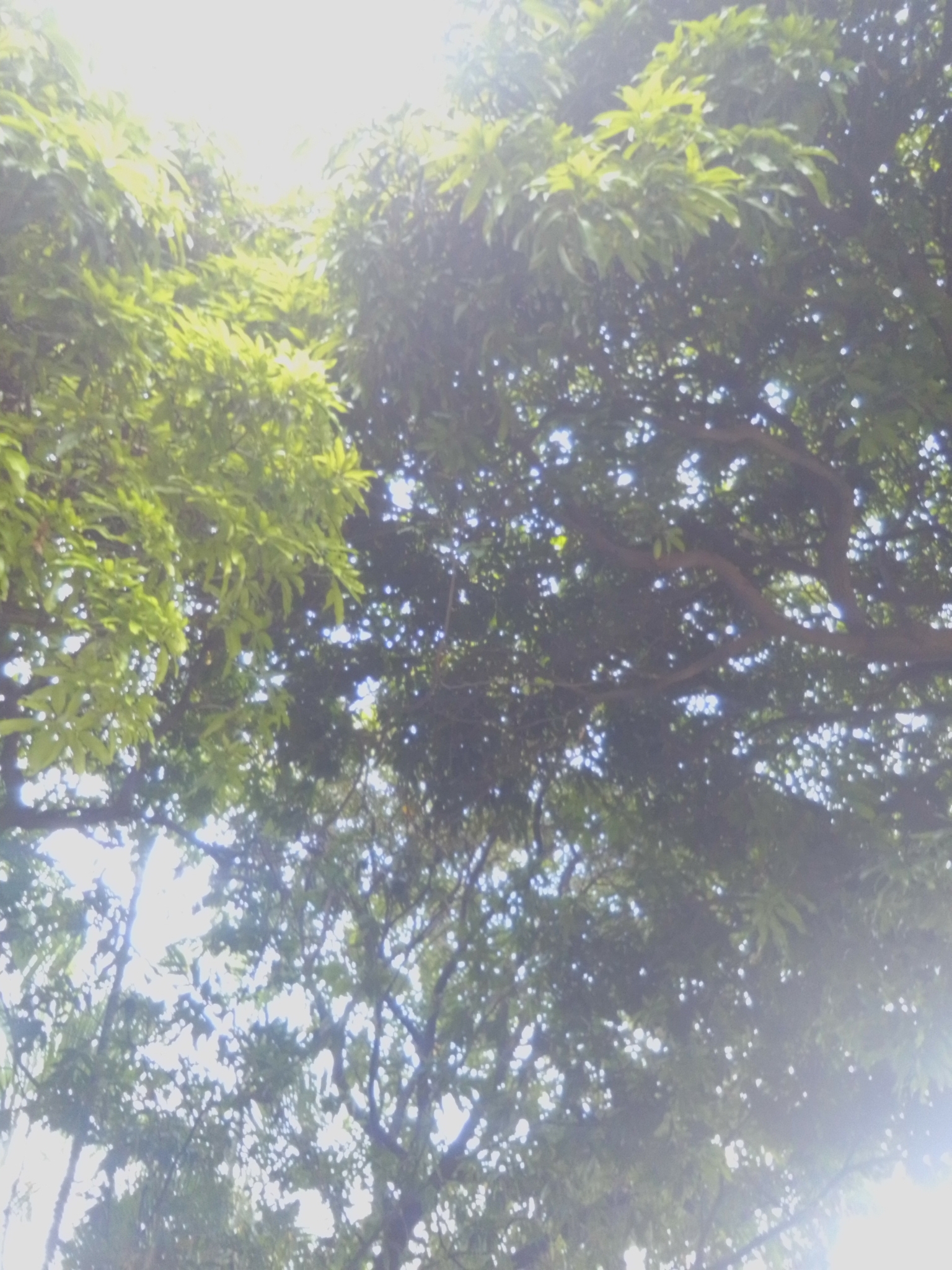 Photo of Indian mango (1/12)