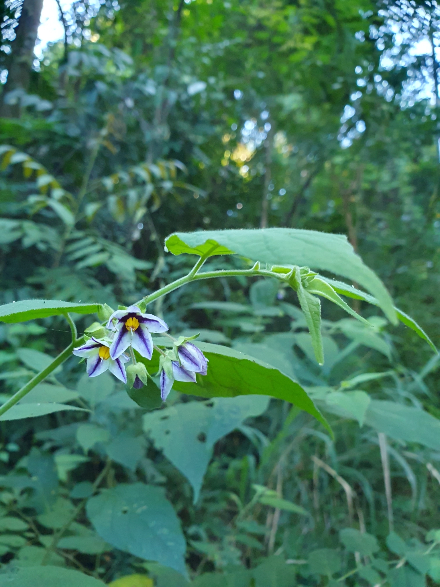 Photo of Solanum didymum (3/8)