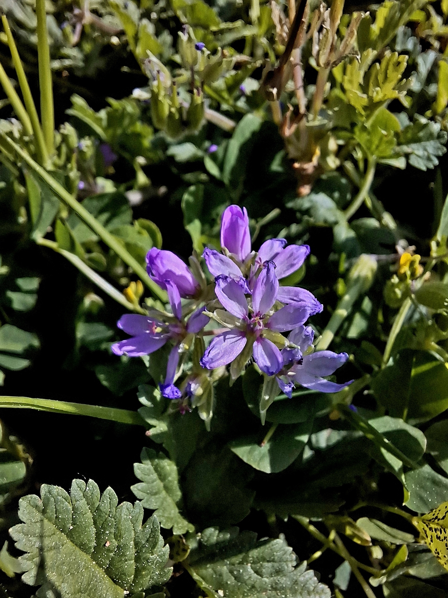 Photo of musk stork's-bill (6/12)