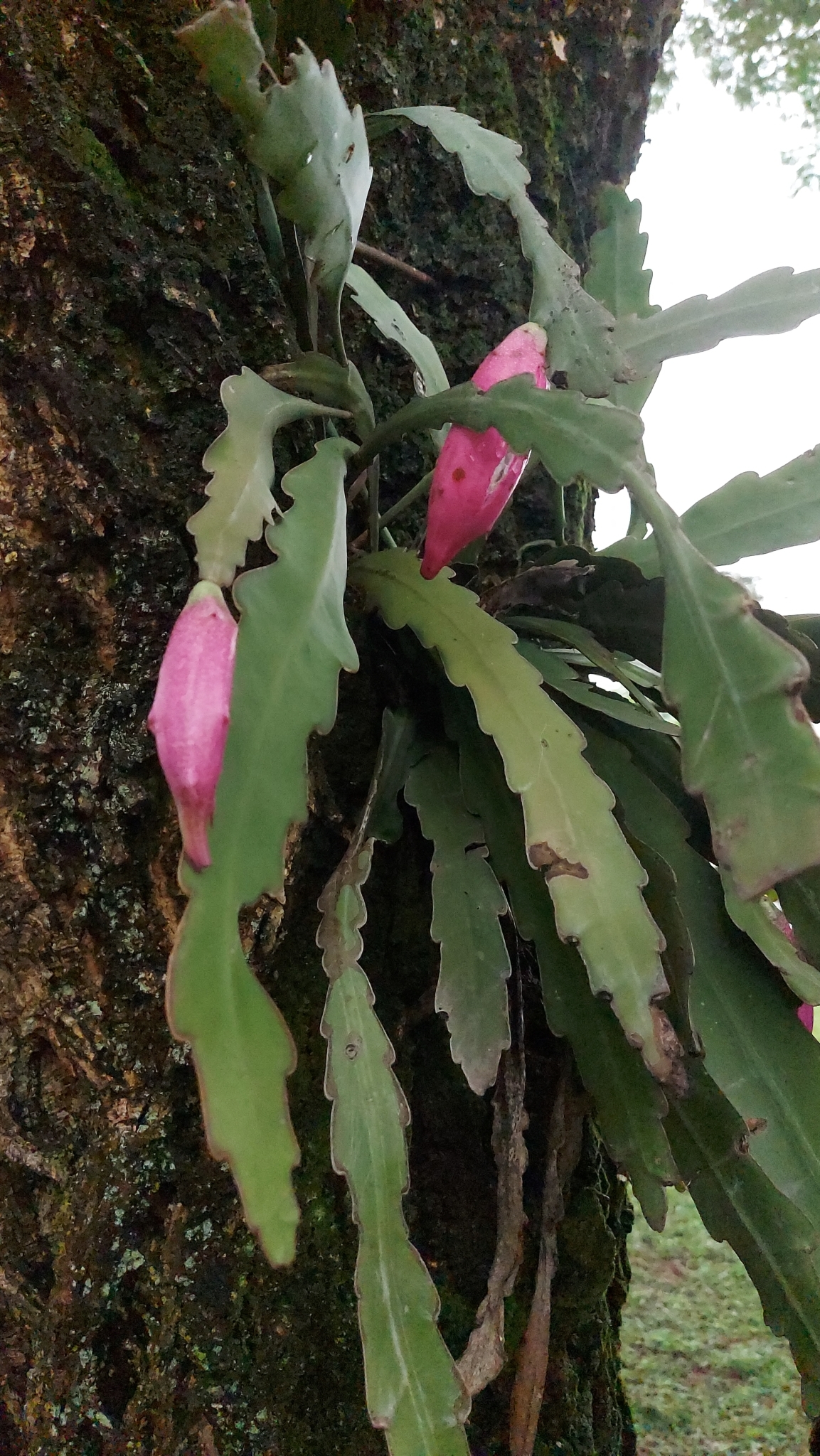 Photo of Epiphyllum phyllanthus (6/12)