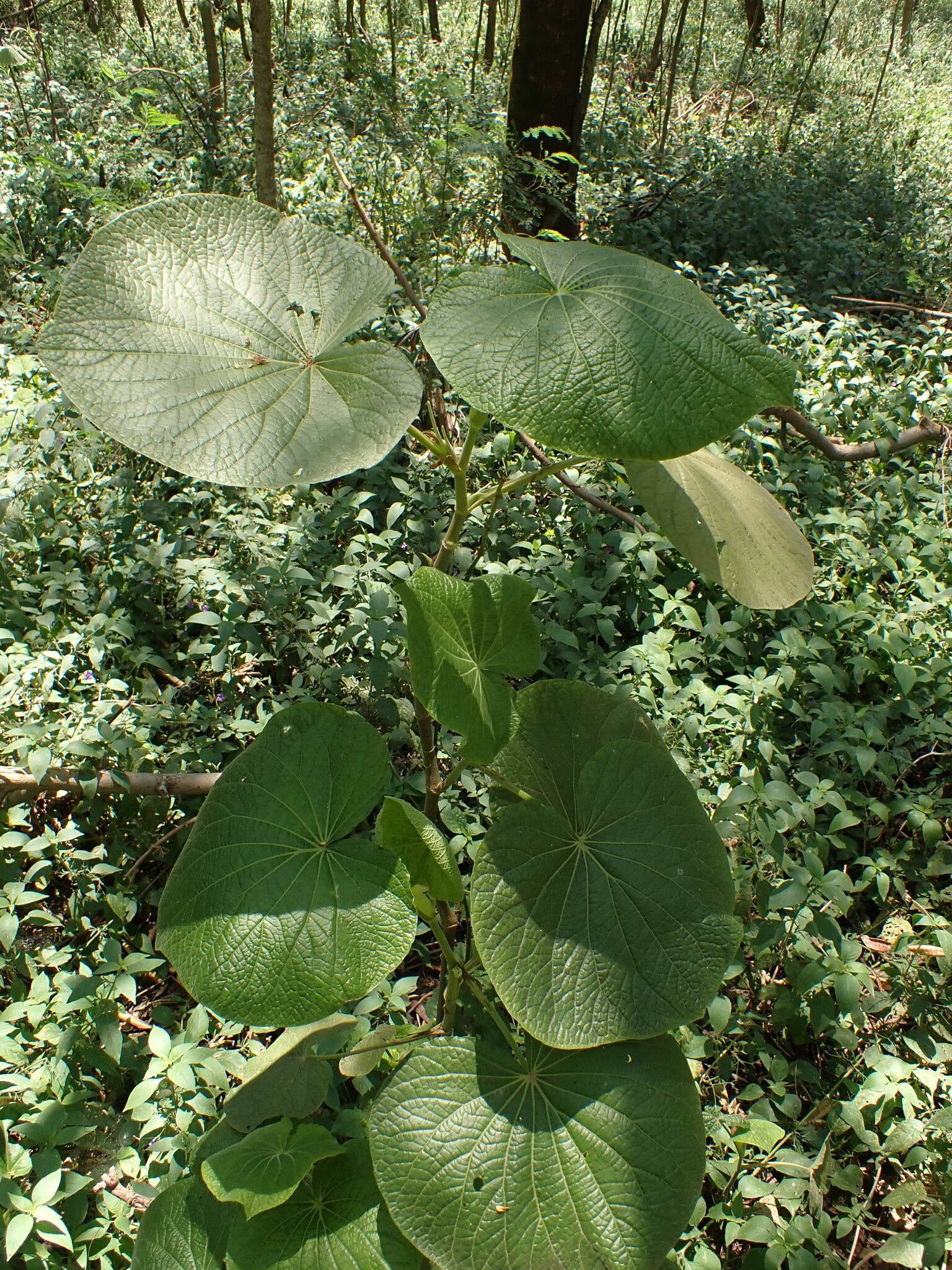 Photo of pariparoba (2/12)
