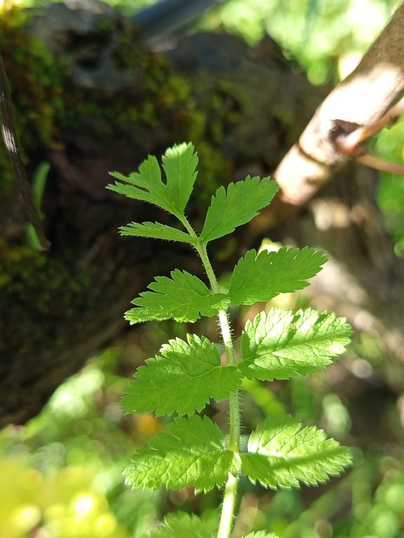 Photo of musk stork's-bill (1/12)