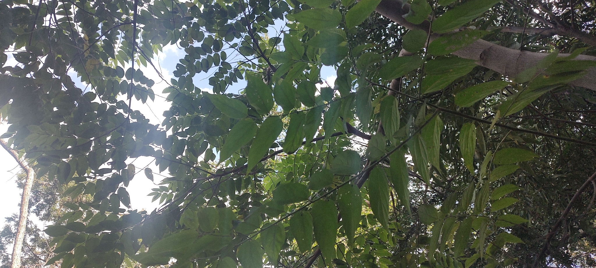 Photo of Nettletree (6/12)
