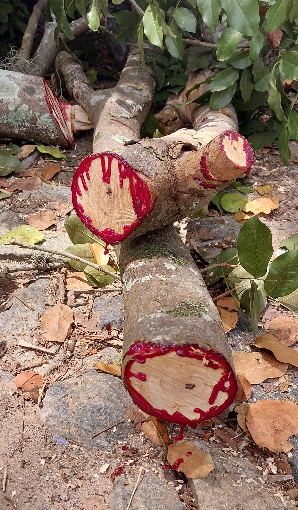 Photo of Pterocarpus violaceus (6/6)