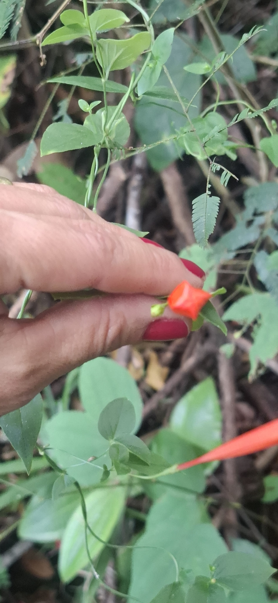 Photo of Firecracker Vine (6/7)