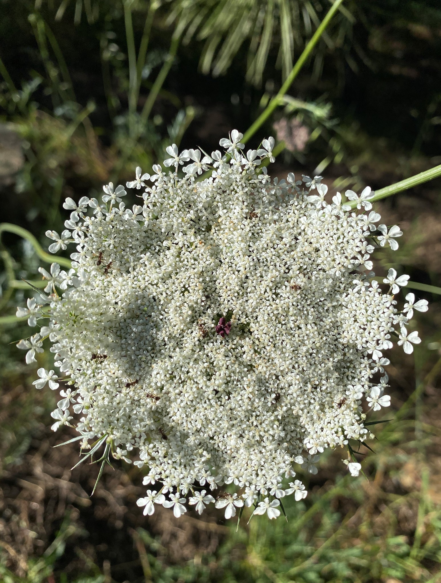Photo of wild carrot (5/7)