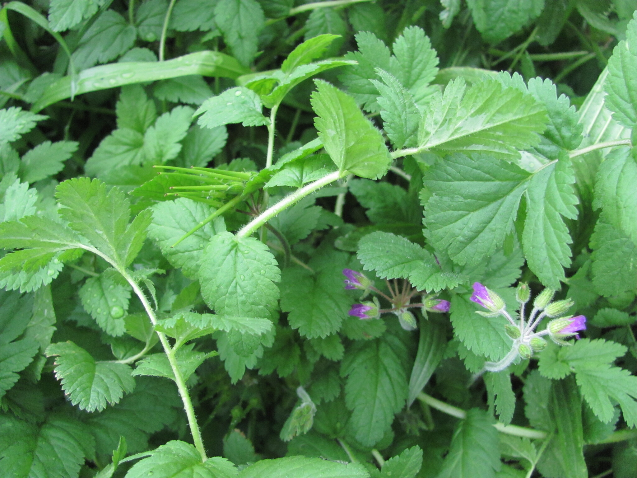 Photo of musk stork's-bill (4/7)