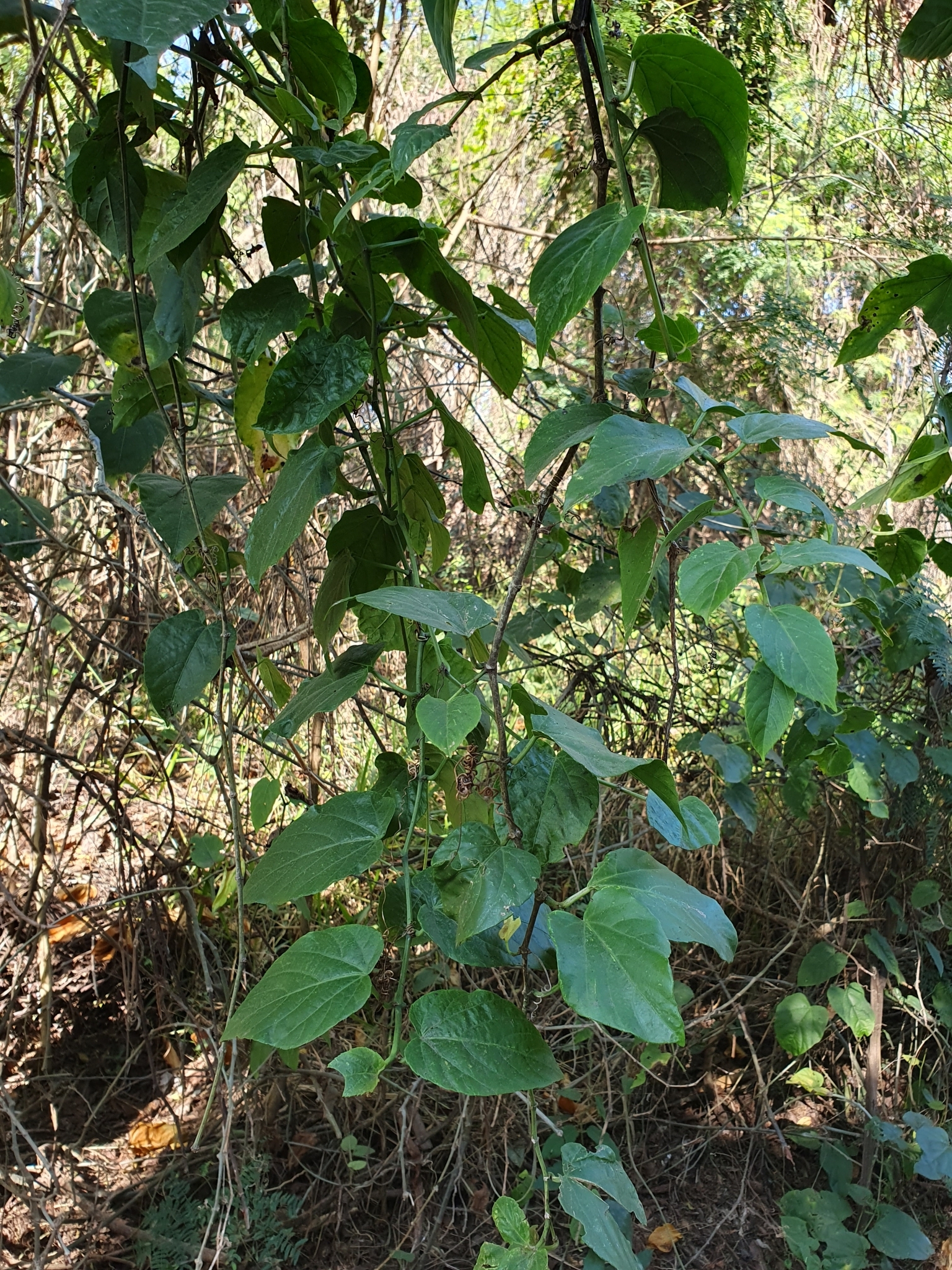 Photo of Possum grape (6/12)