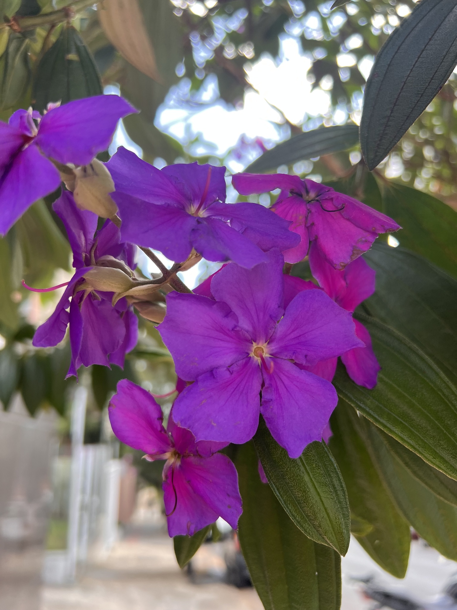 Photo of Glory Bush Tree (2/12)