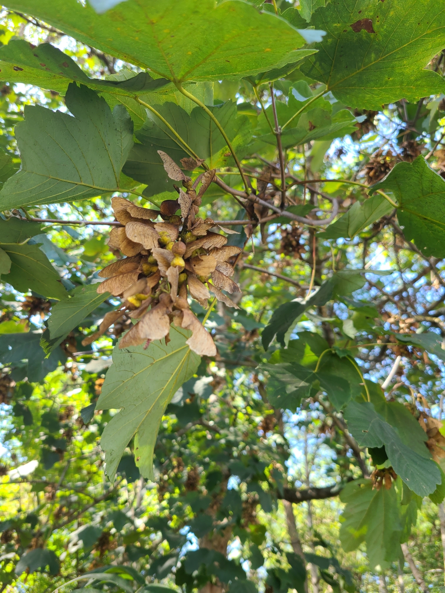 Photo of sycamore maple (9/12)
