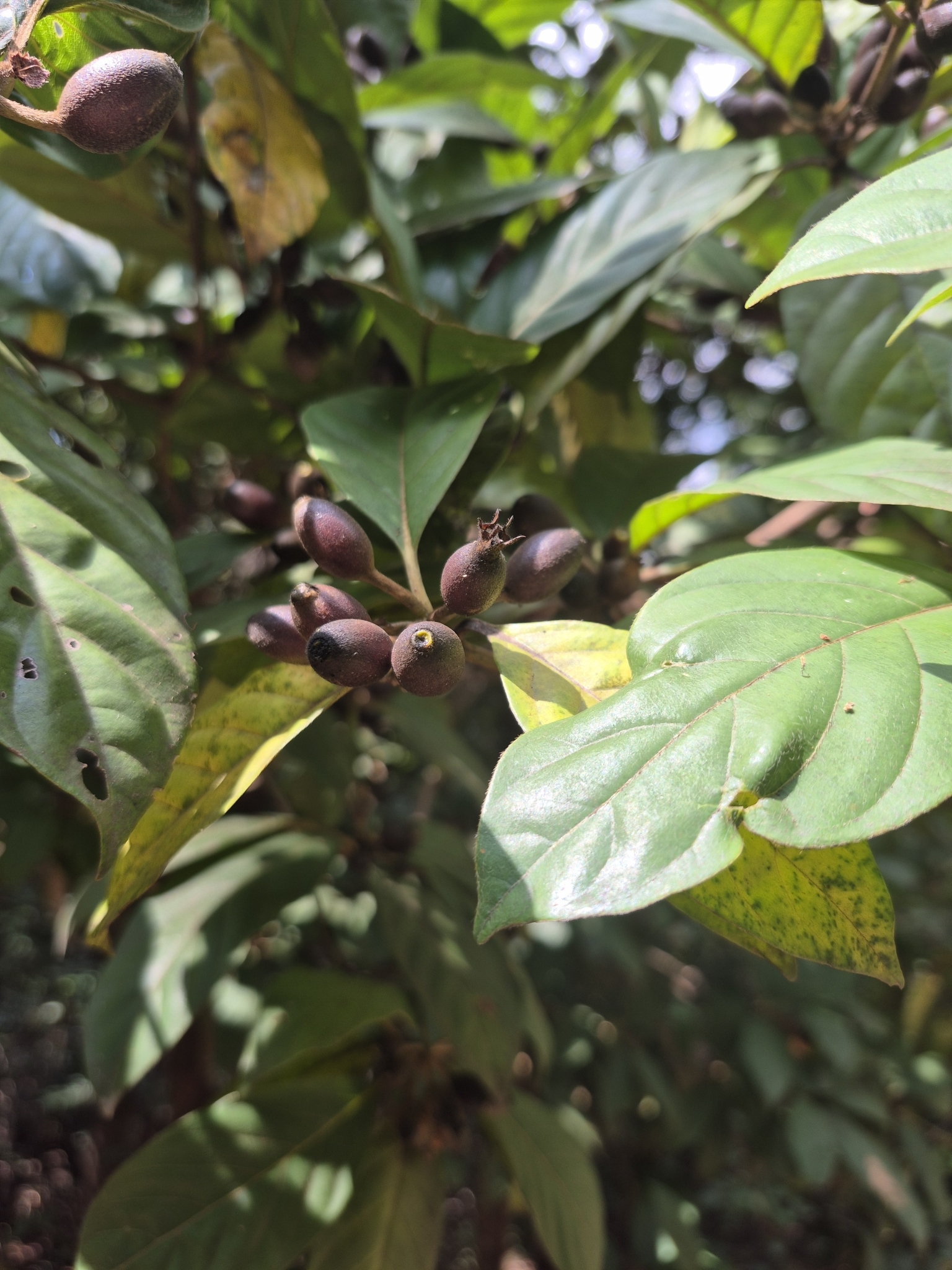 Photo of Amaioua guianensis (5/9)