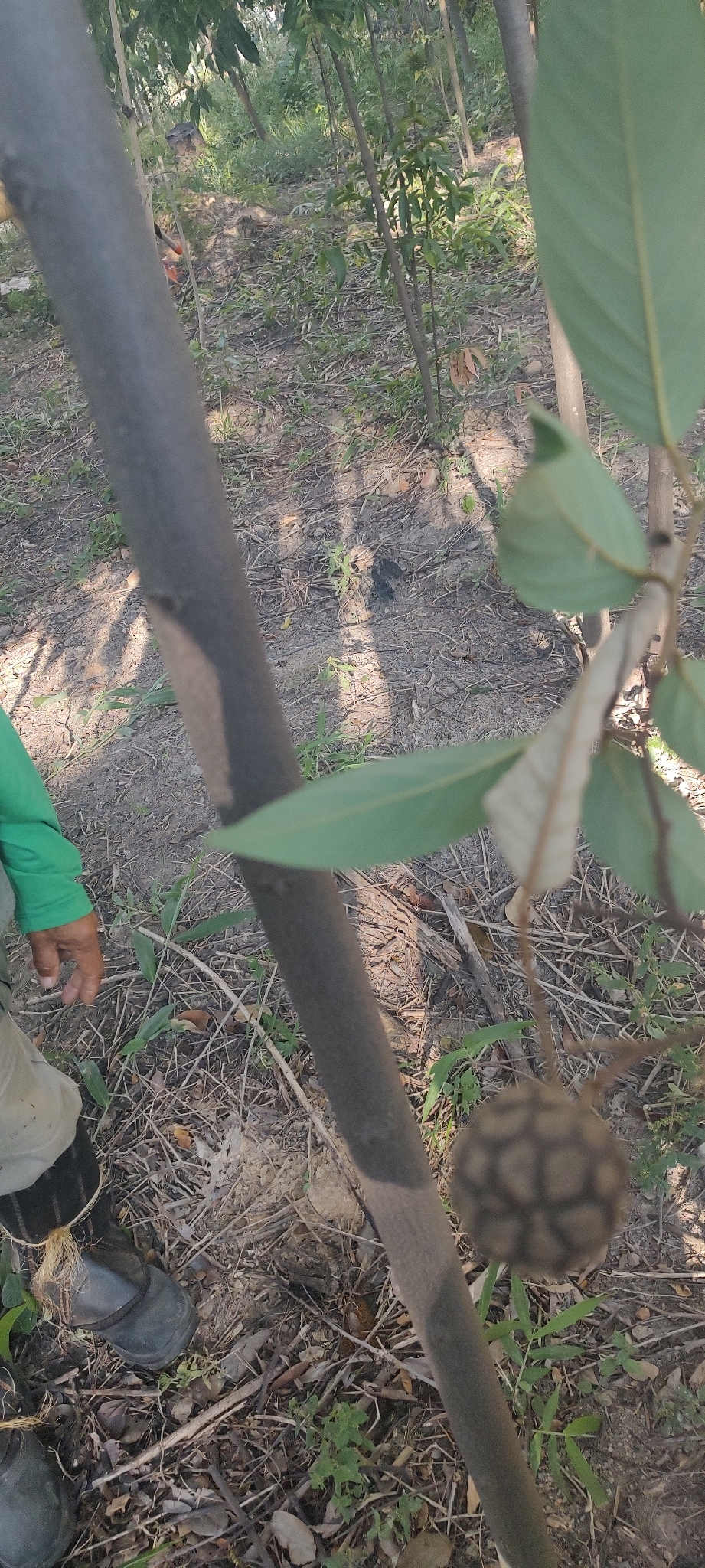 Photo of Annona sylvatica (8/12)