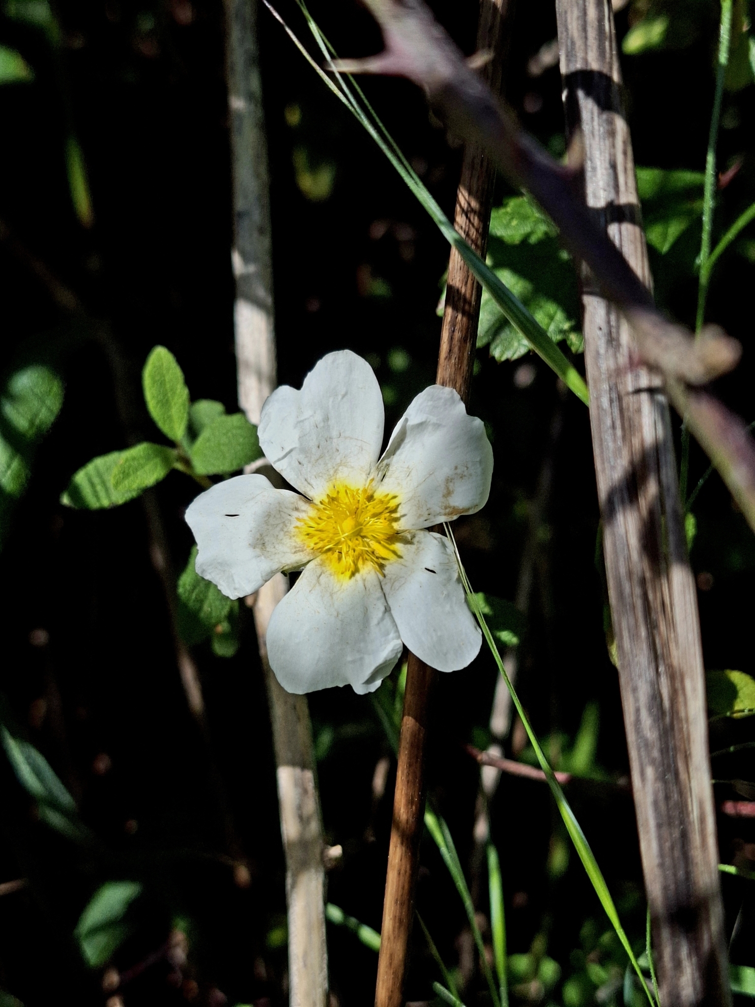 Photo of Sage-leaved Rock-rose (10/12)