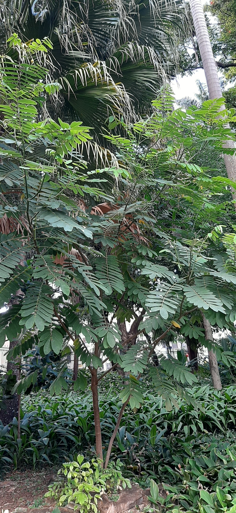 Photo of Candelabra Bush (4/6)