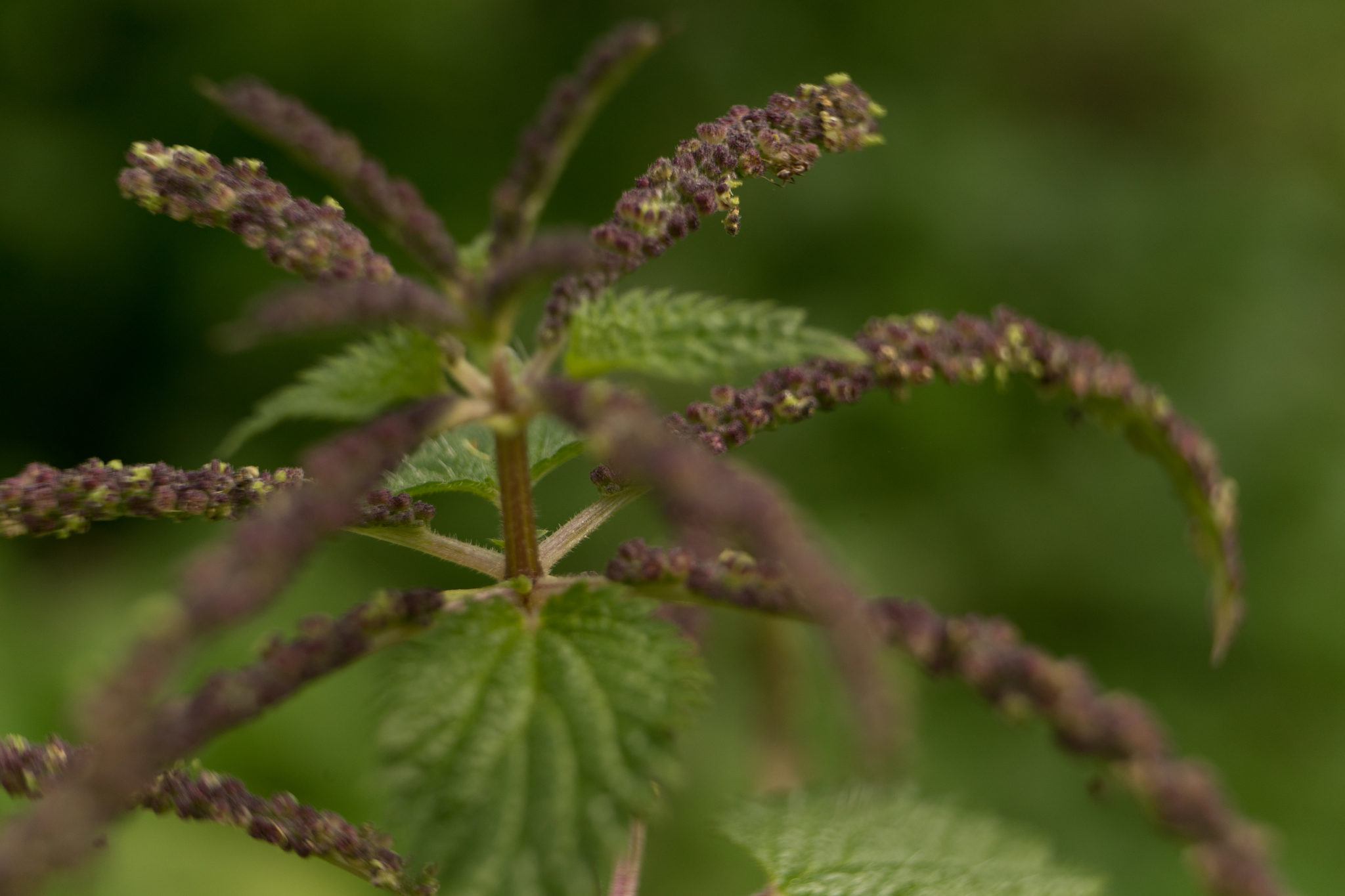 Photo of Mediterranean Nettle (7/8)