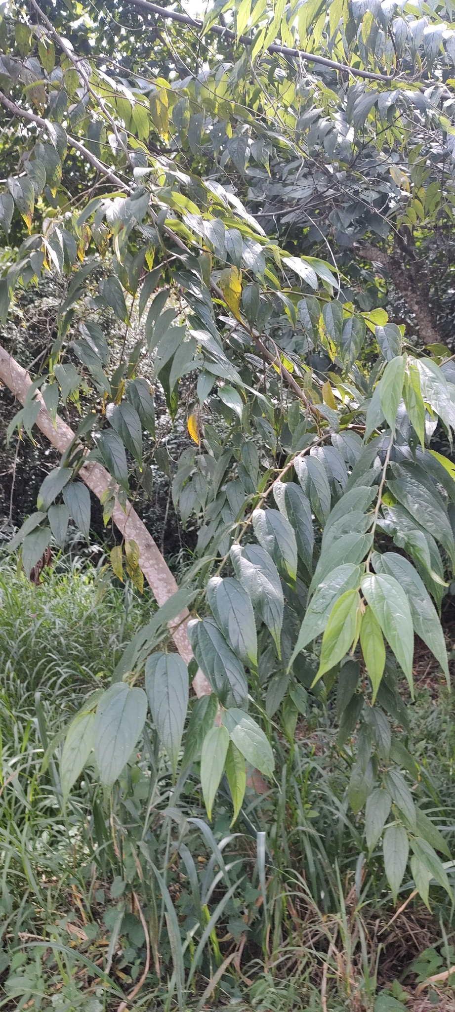 Photo of Nettletree (7/12)