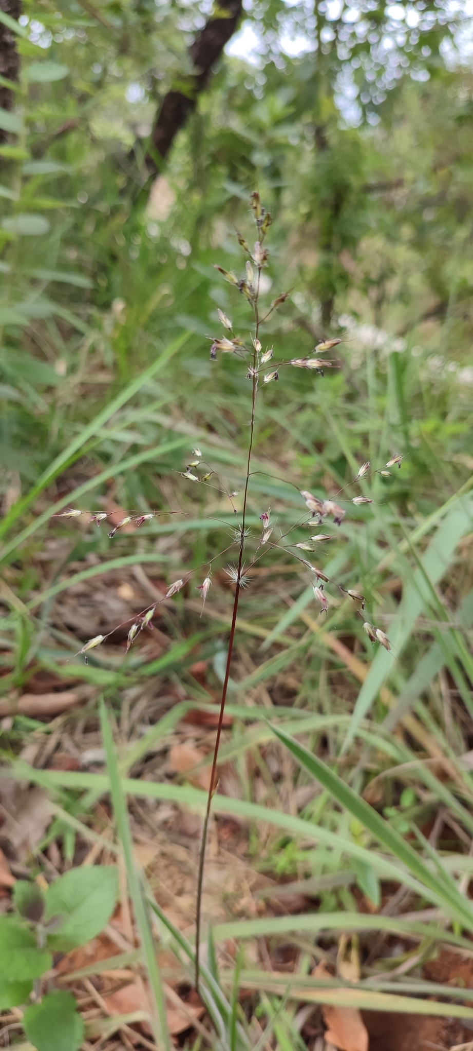 Photo of Eragrostis polytricha (10/12)