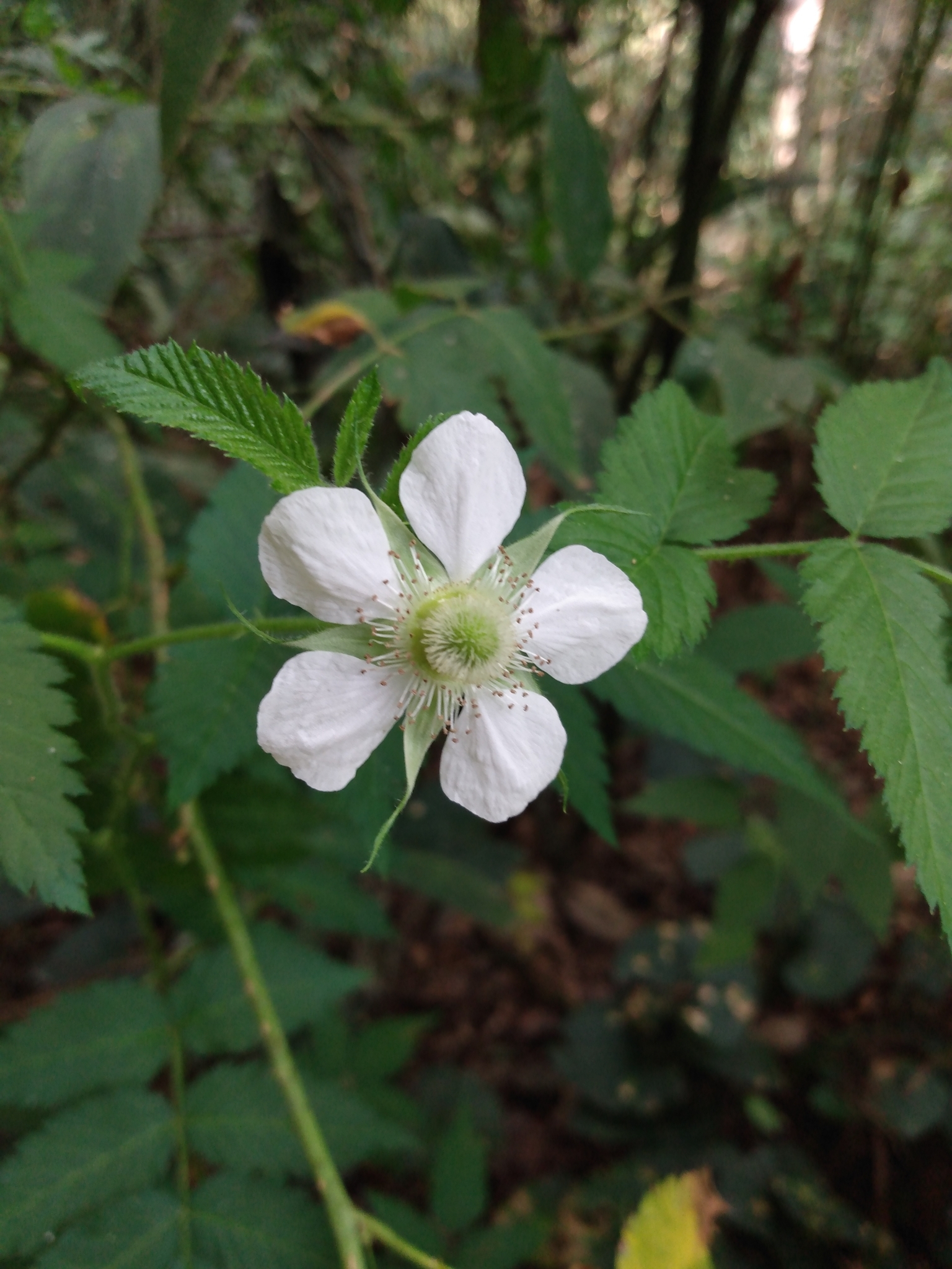 Photo of roseleaf bramble (5/10)