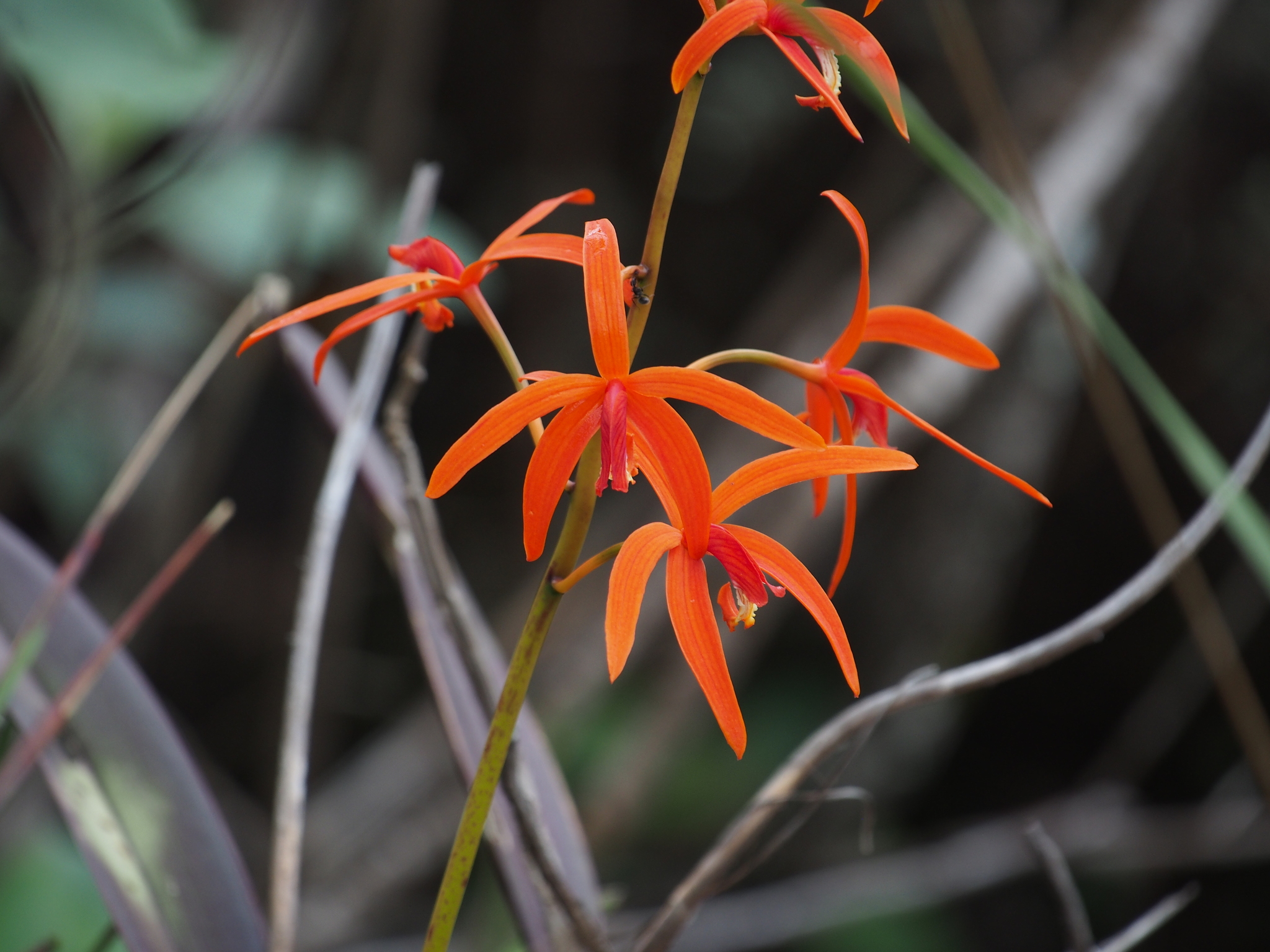 Photo of Cattleya cinnabarina (9/10)