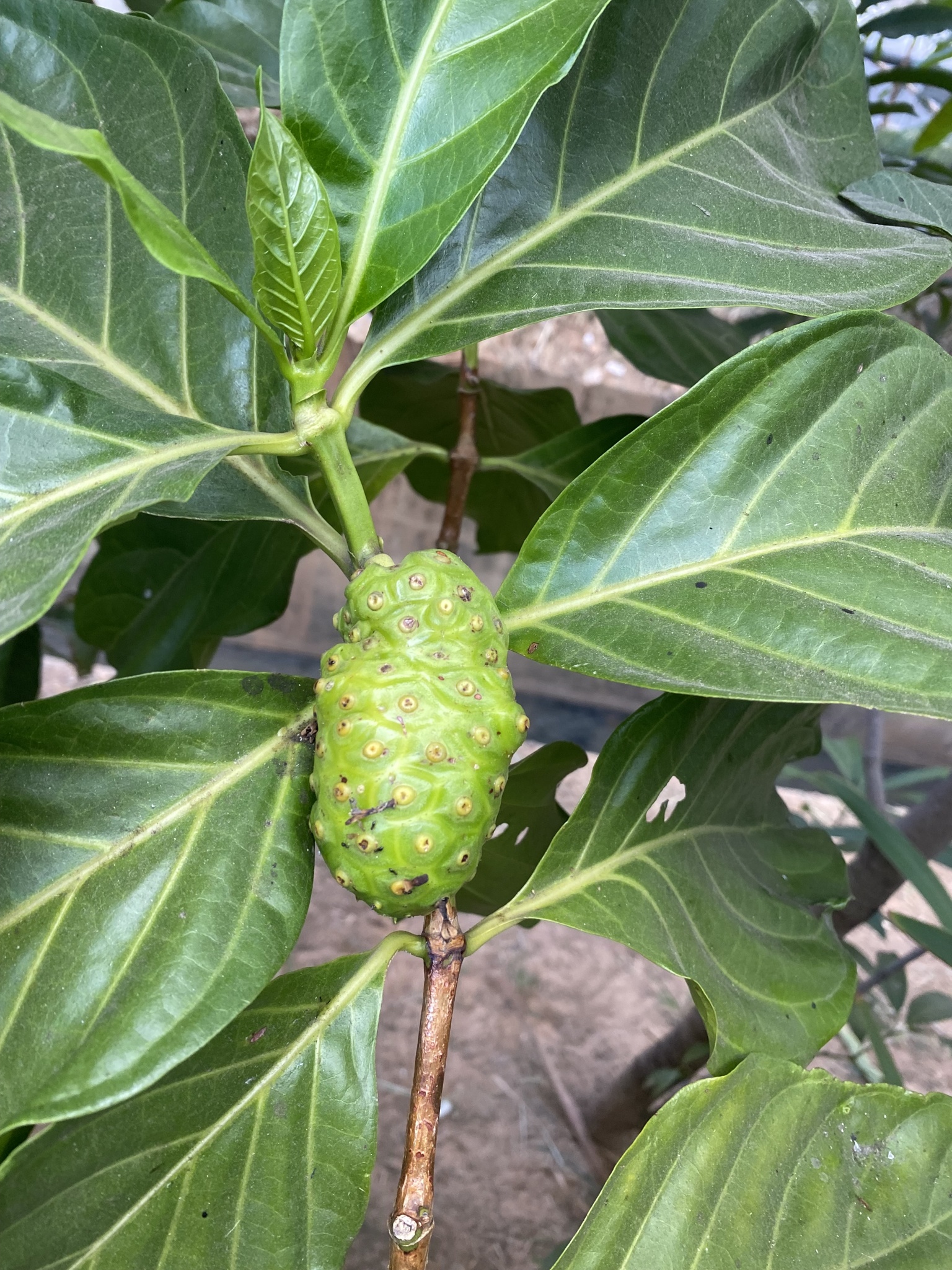 Photo of Noni (5/8)
