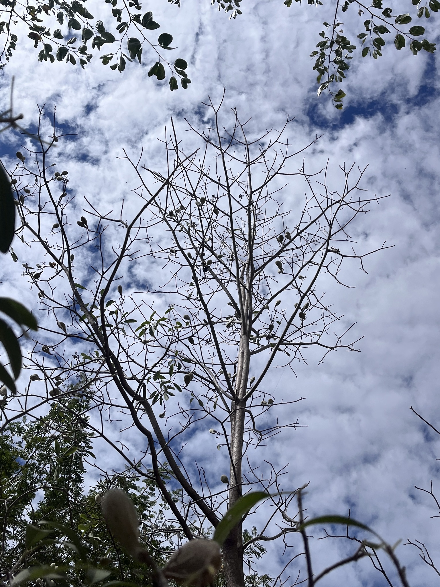 Photo of Aspidosperma (6/6)