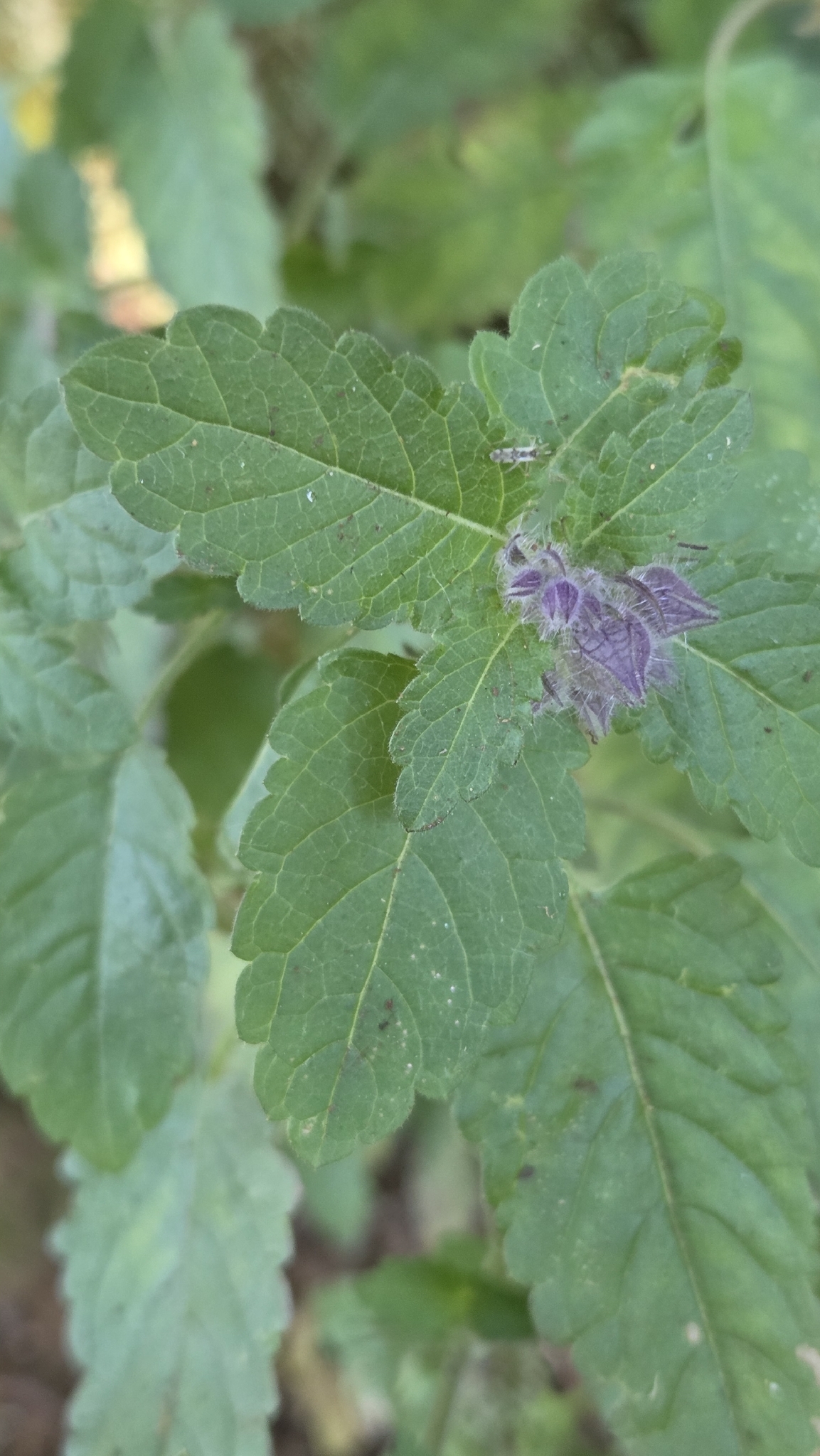 Photo of Plantae (4/8)