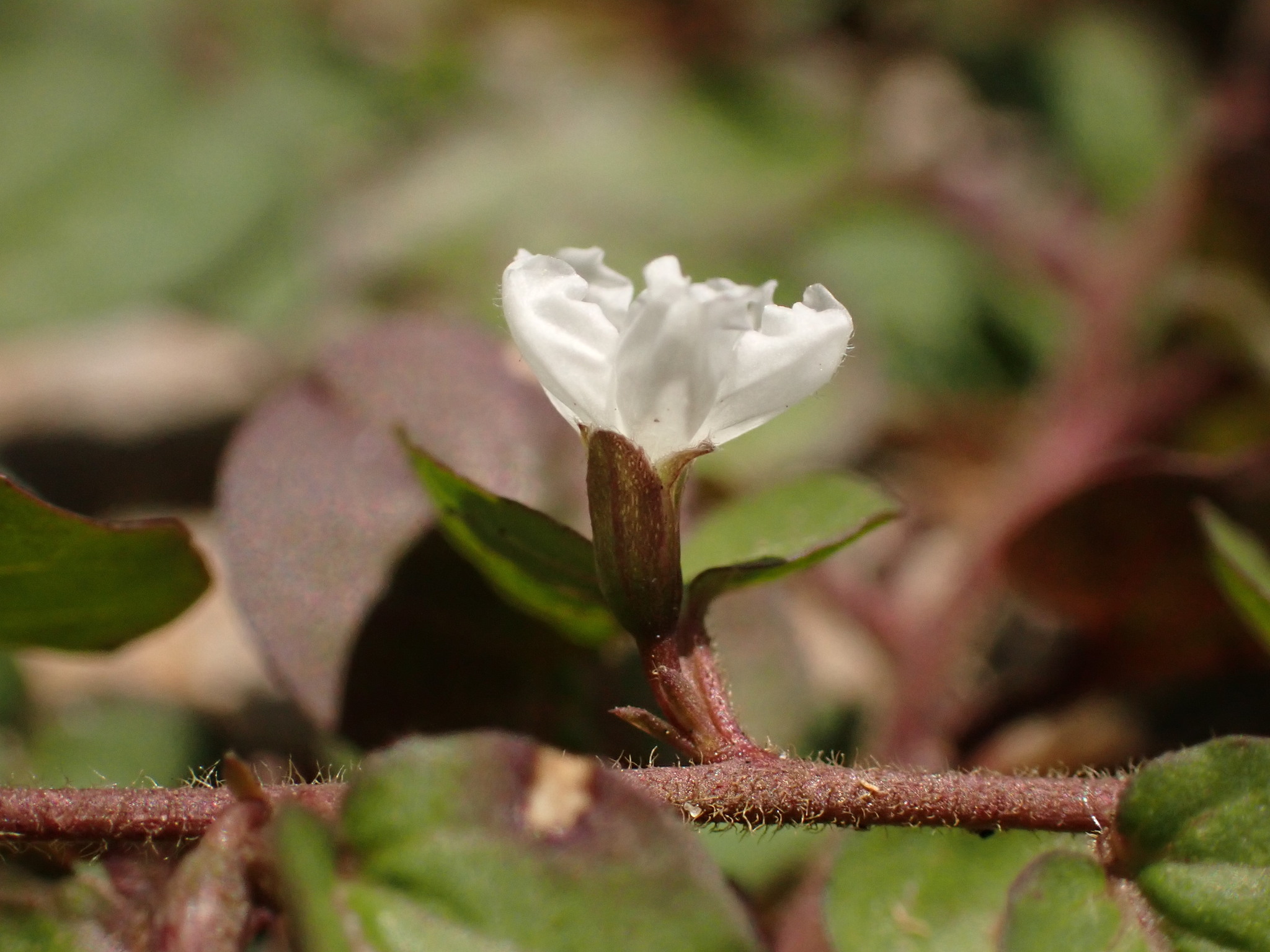 Photo of Dwarf Morning Glory (6/7)