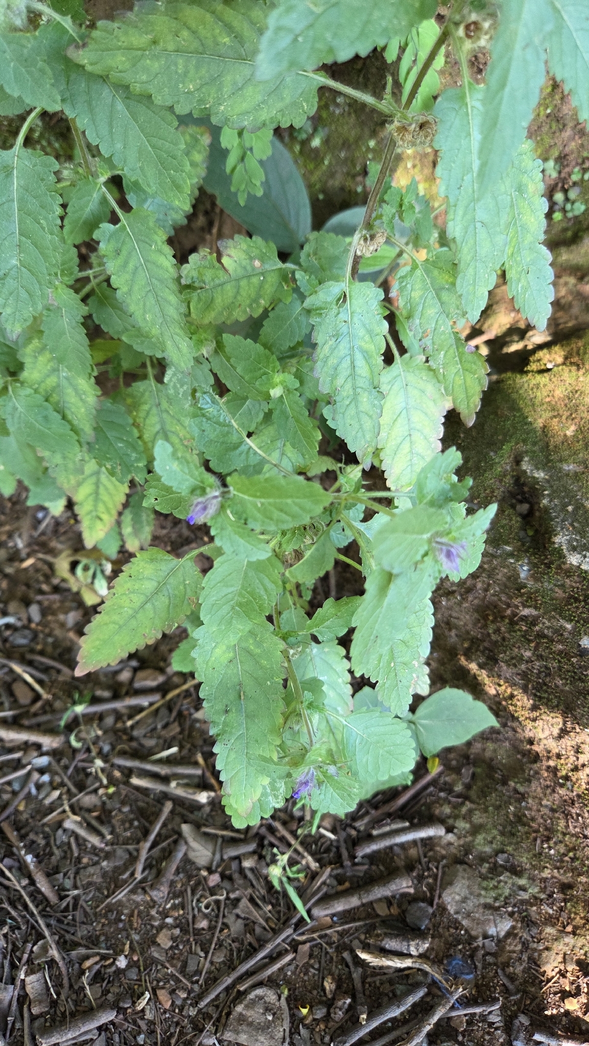 Photo of Plantae (1/8)
