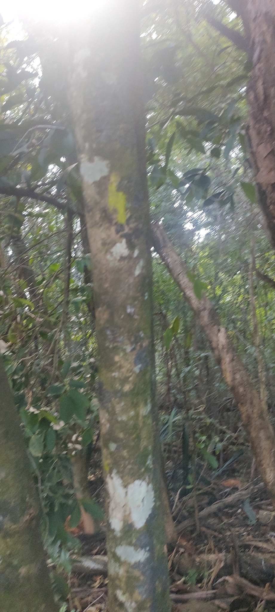Photo of Casearia decandra (11/12)