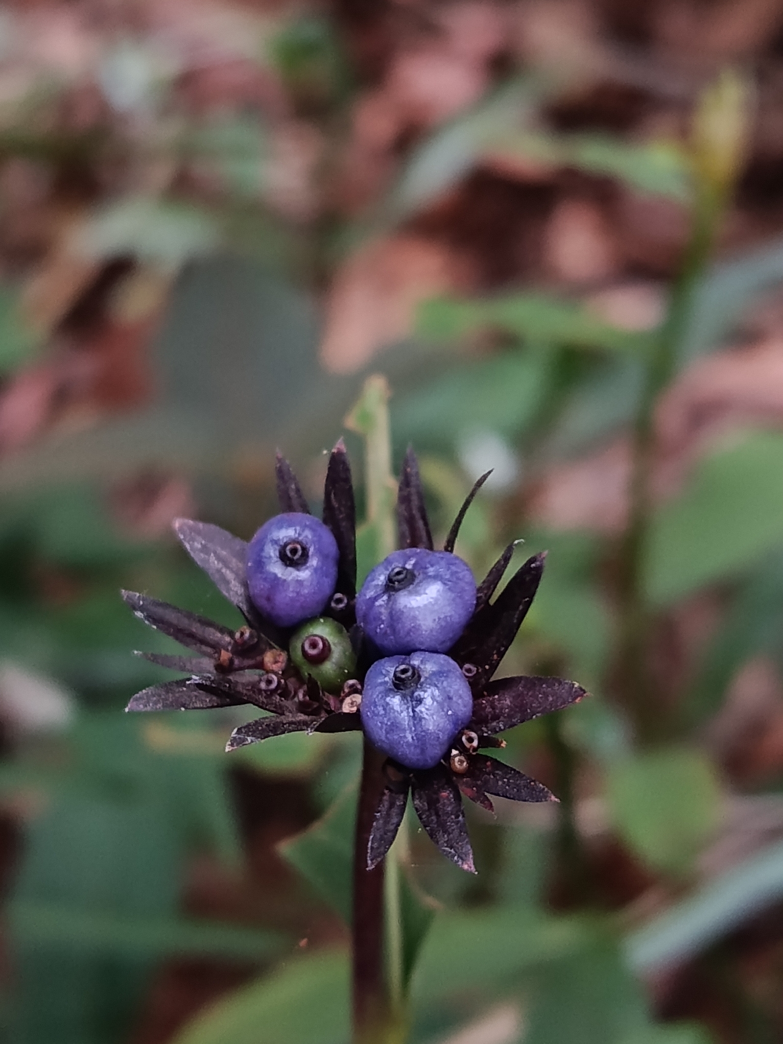 Photo of Plantae (6/6)