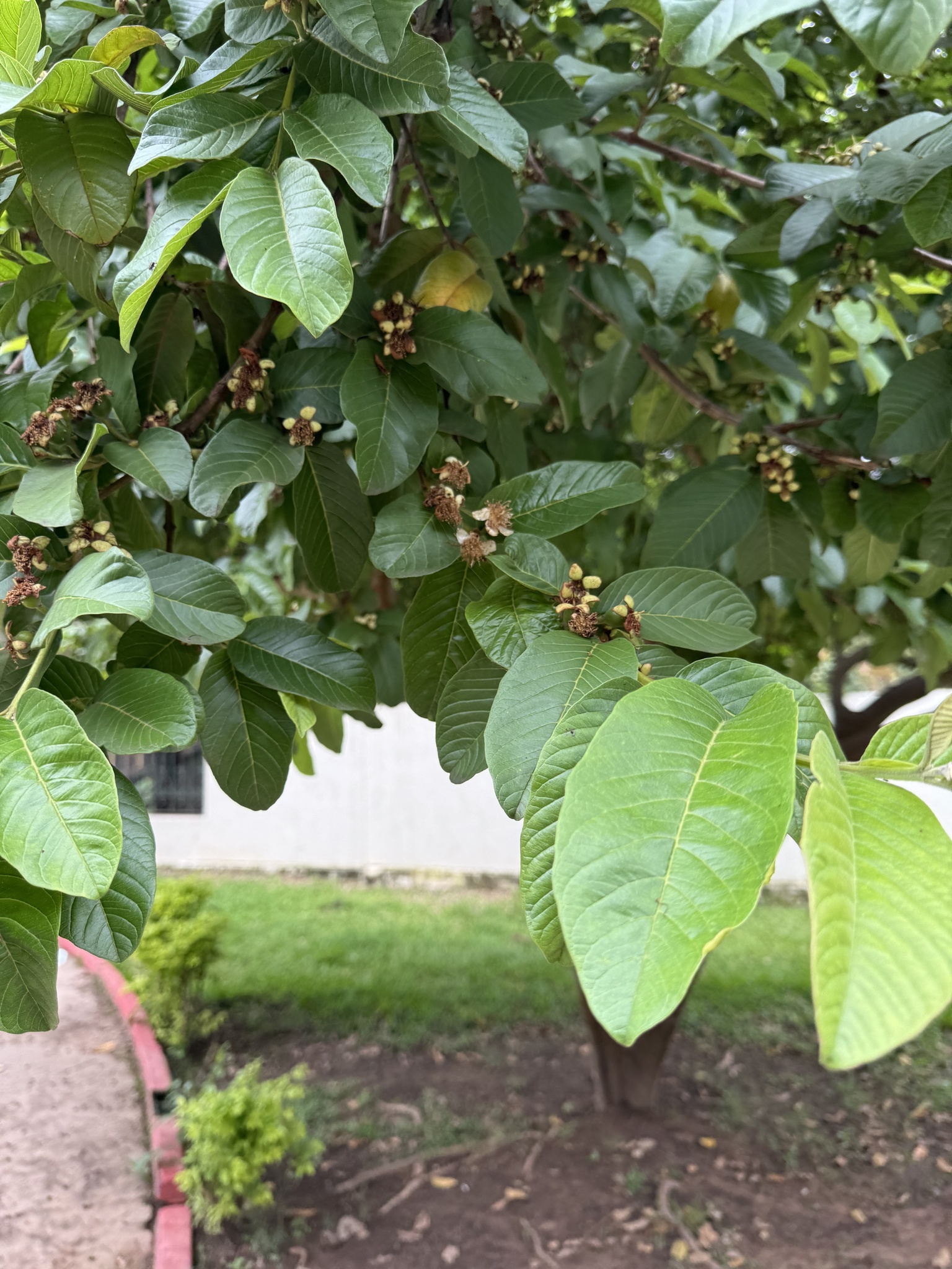 Photo of Common guava (9/12)