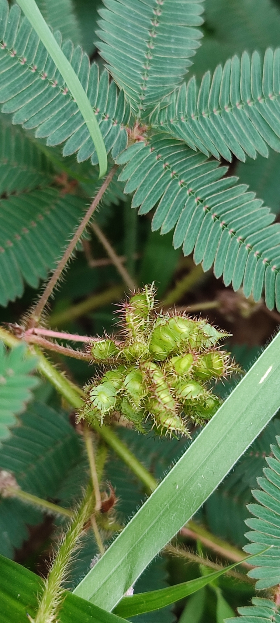 Photo of Sensitive Plant (12/12)