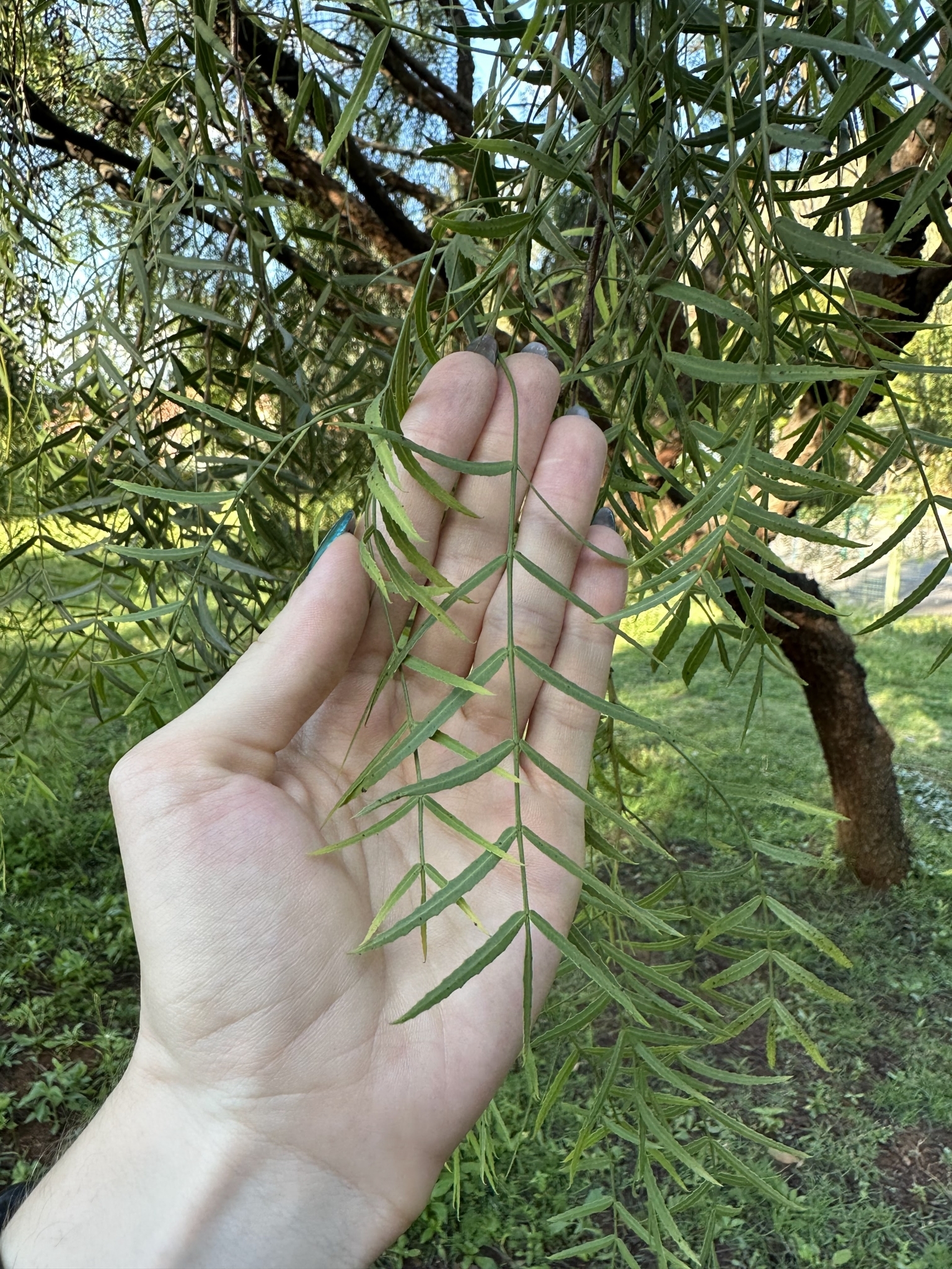 Photo of Peruvian Pepper Tree (2/7)