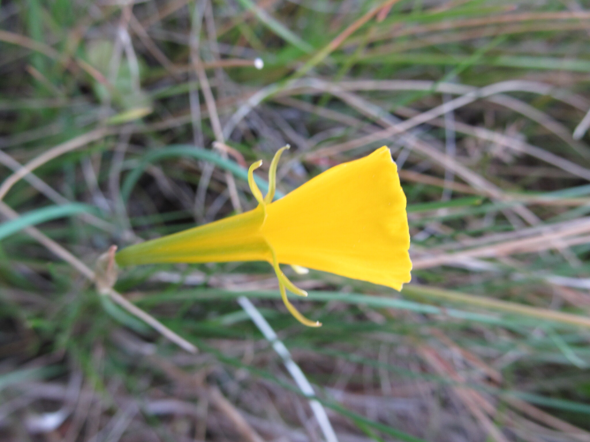 Photo of hoop-petticoat daffodil (8/12)
