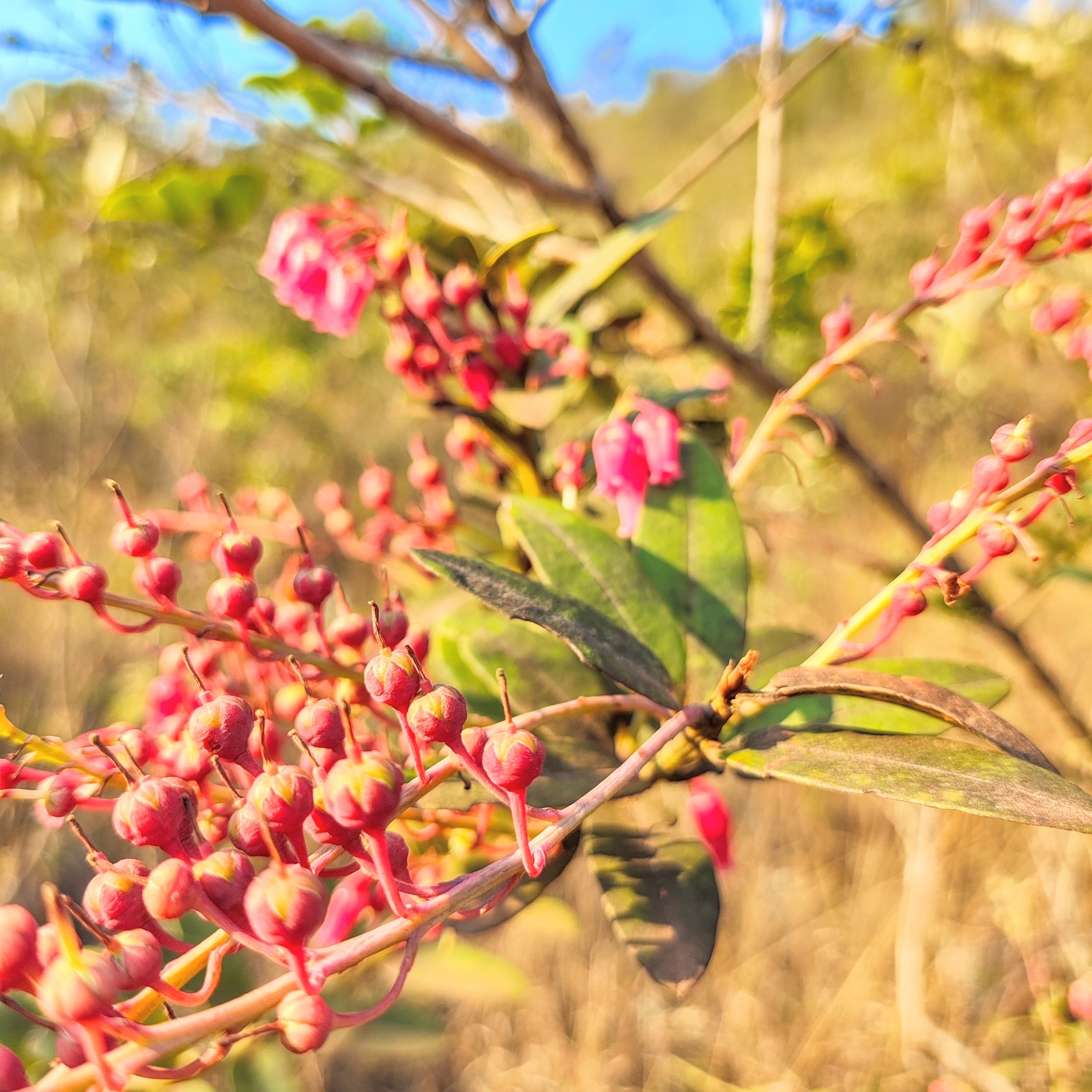Photo of Gaylussacia brasiliensis (6/8)