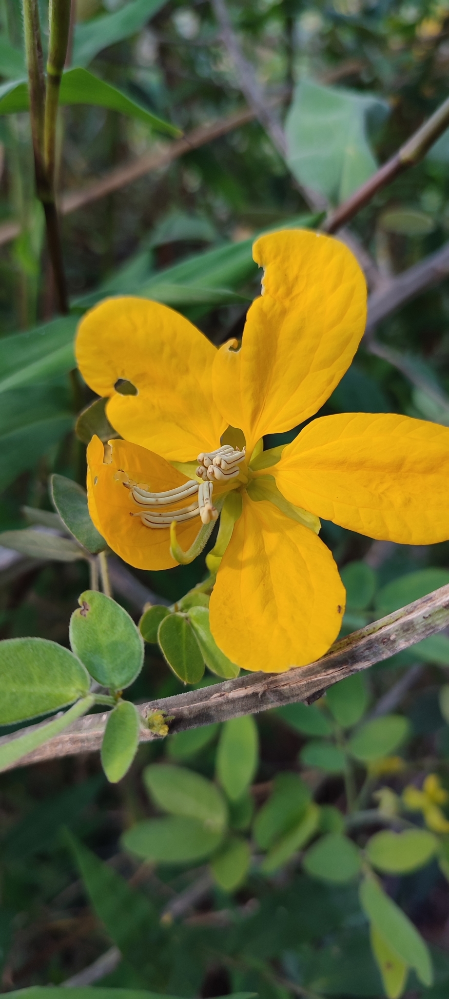 Photo of Senna angulata (4/12)