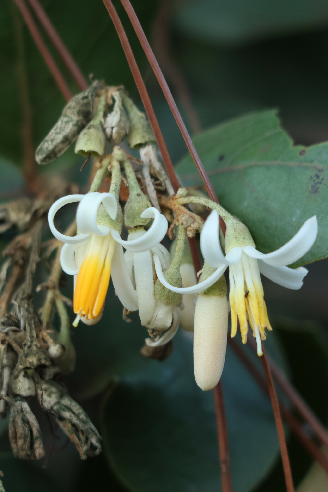 Photo of Styrax ferrugineus (6/12)
