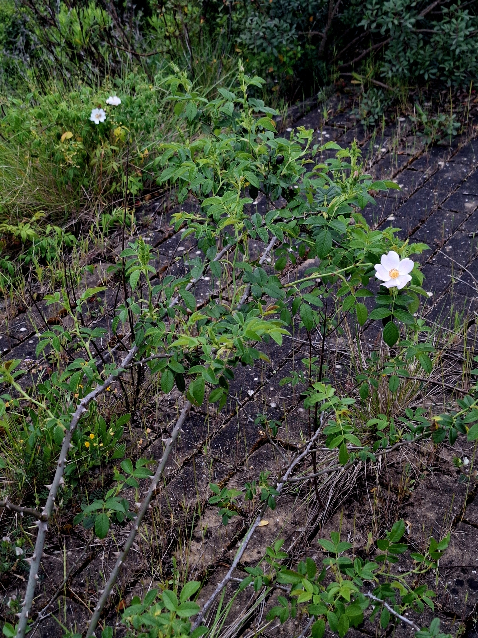 Photo of Dog-rose (1/12)