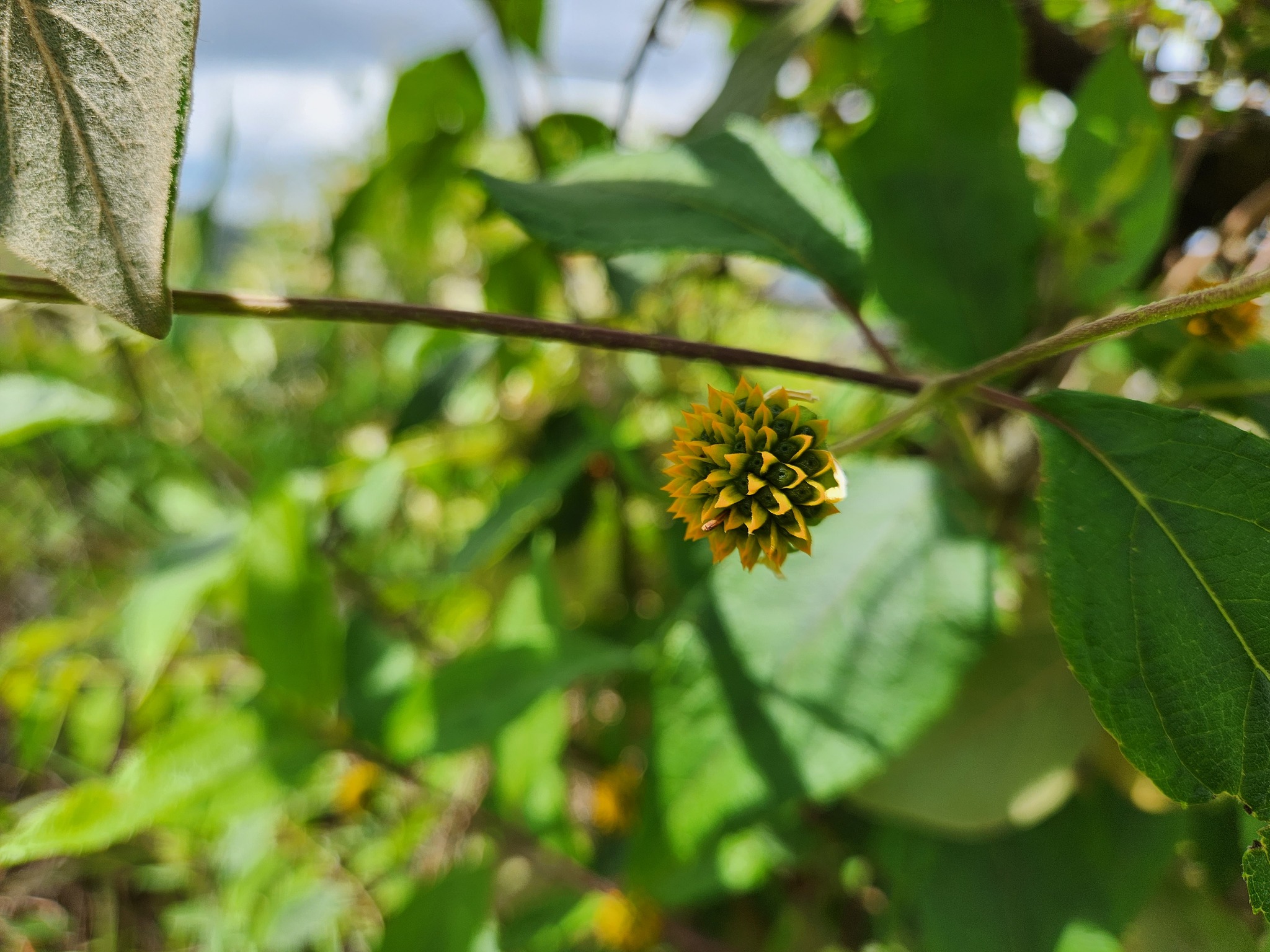 Photo of Tilesia baccata (9/12)