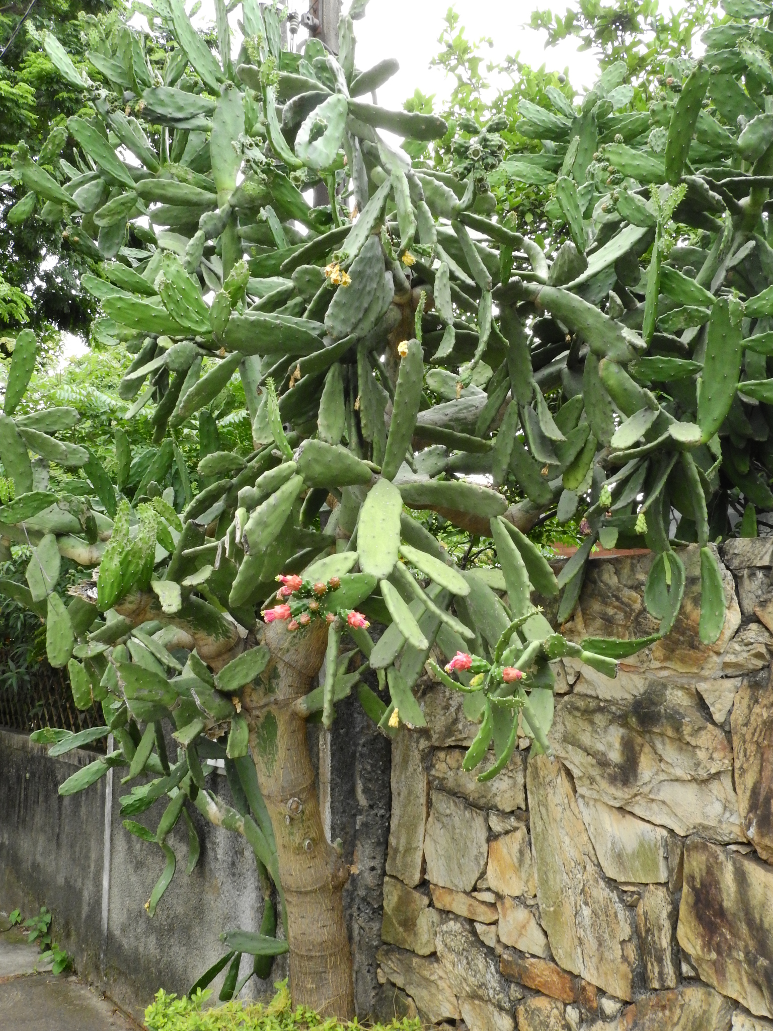 Photo of Cochineal Nopal Cactus (8/12)
