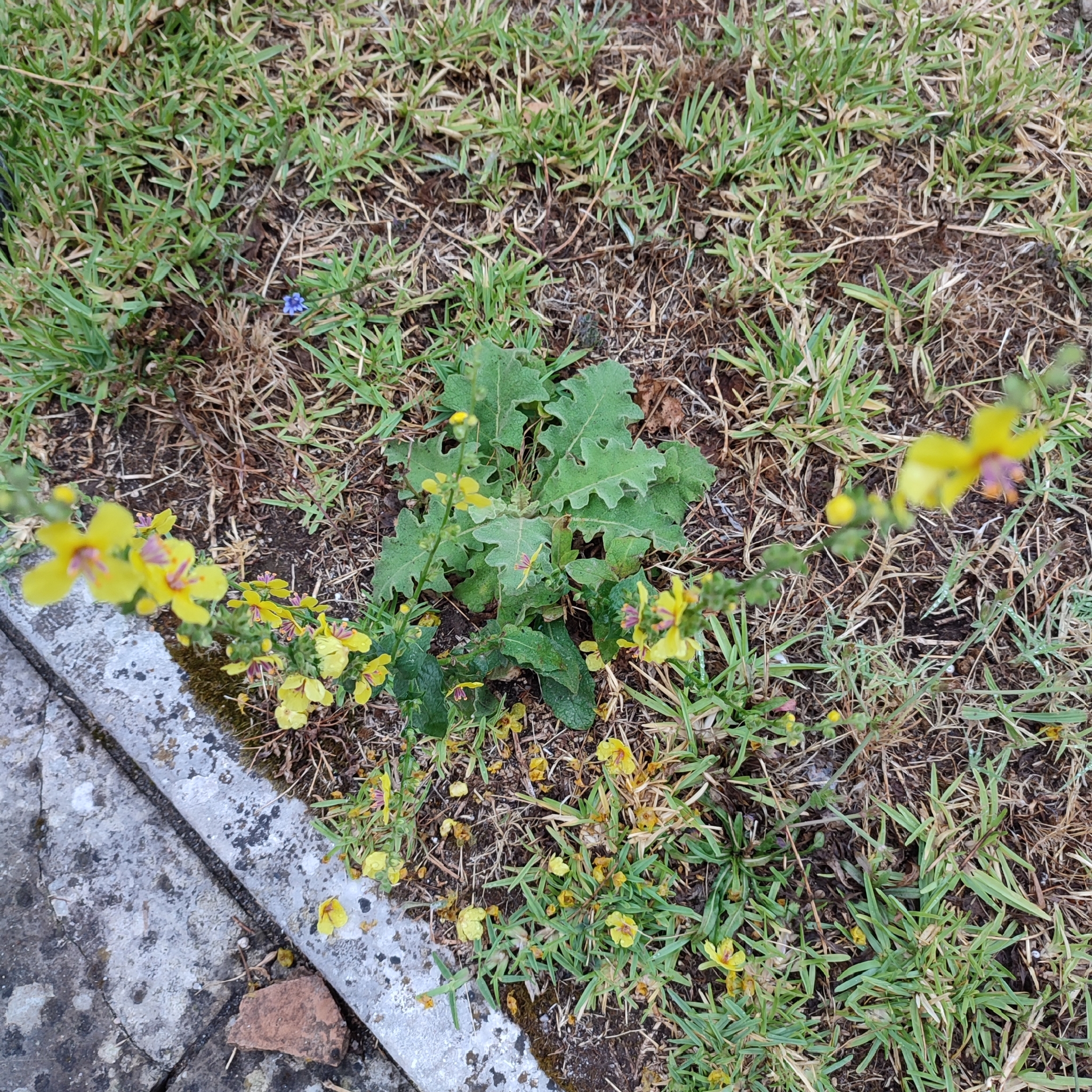 Photo of wavyleaf mullein (12/12)