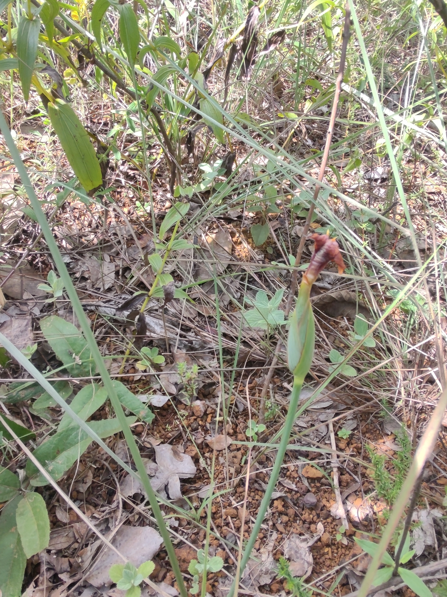 Photo of Trimezia juncifolia (7/7)