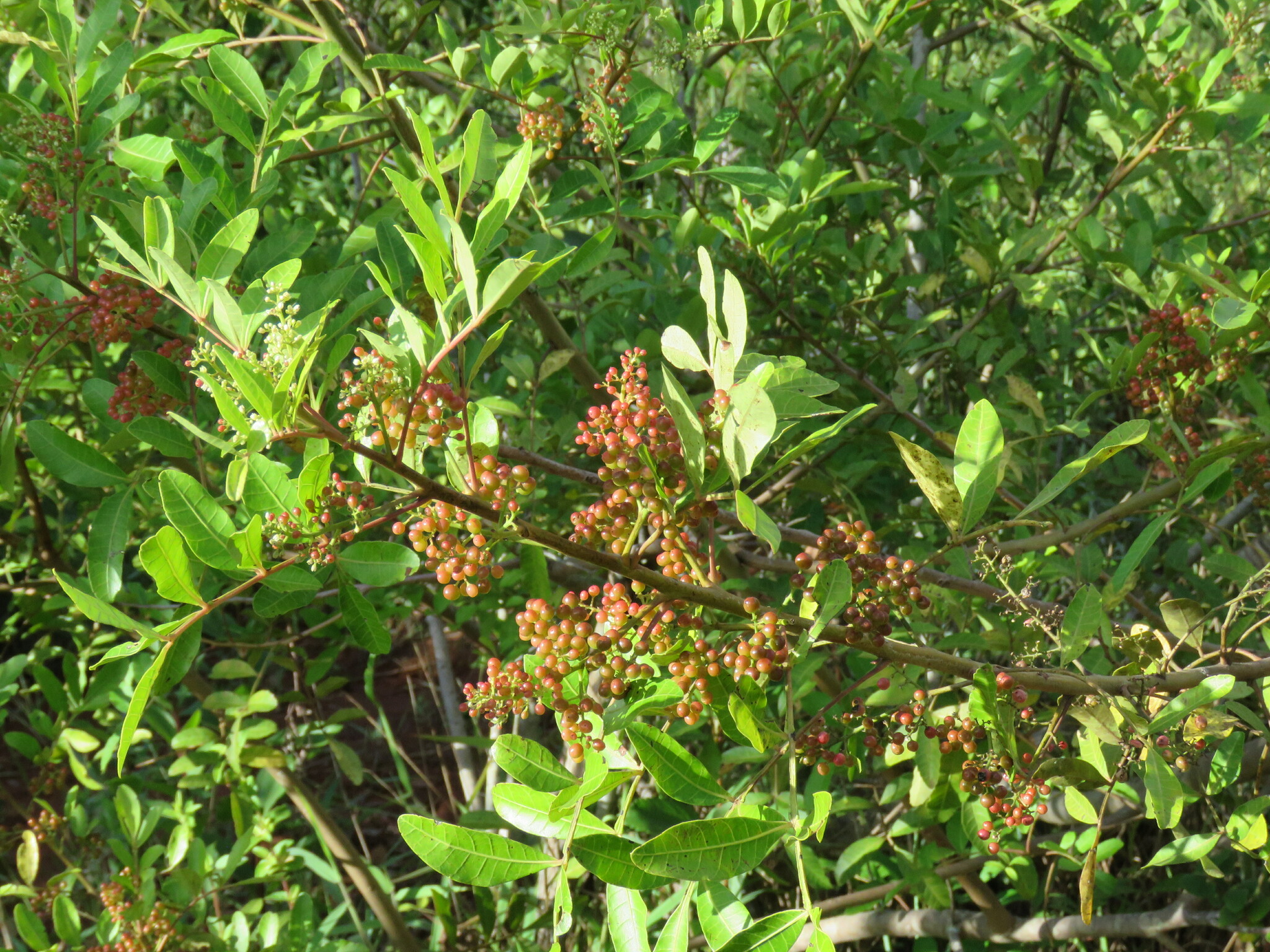 Photo of Brazilian pepper (10/12)